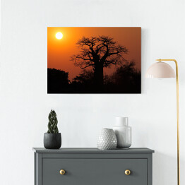 Obraz na płótnie Baobab na tle słońca, Południowa Afryka