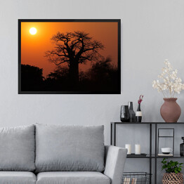 Obraz w ramie Baobab na tle słońca, Południowa Afryka