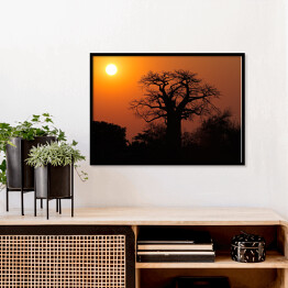 Plakat w ramie Baobab na tle słońca, Południowa Afryka