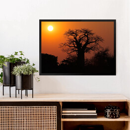 Obraz w ramie Baobab na tle słońca, Południowa Afryka