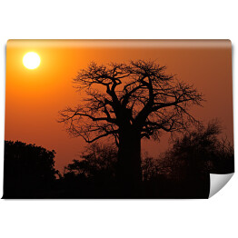 Fototapeta Baobab na tle słońca, Południowa Afryka