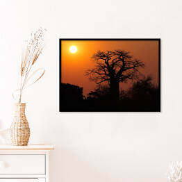 Plakat w ramie Baobab na tle słońca, Południowa Afryka