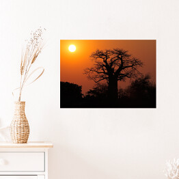 Plakat Baobab na tle słońca, Południowa Afryka