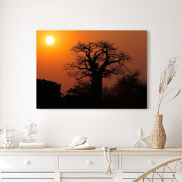 Obraz na płótnie Baobab na tle słońca, Południowa Afryka