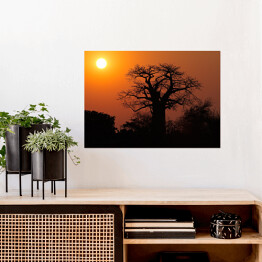 Plakat samoprzylepny Baobab na tle słońca, Południowa Afryka