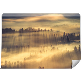 Fototapeta Słońce przedzierające się przez mgłę w lesie