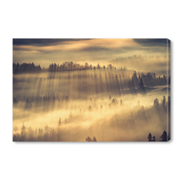 Obraz na płótnie Słońce przedzierające się przez mgłę w lesie