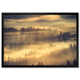 Plakat w ramie Słońce przedzierające się przez mgłę w lesie