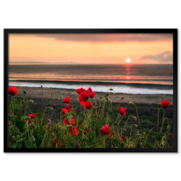 Plakat w ramie Widok na łąkę z pięknymi makami podczas wchodu słońca przy plaży blisko Bourgas, Bułgaria