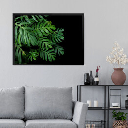 Obraz w ramie Rozłożyste liście monstery i innych tropikalnych roślin na ciemnym tle