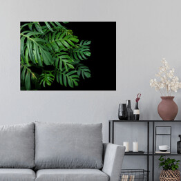 Plakat samoprzylepny Rozłożyste liście monstery i innych tropikalnych roślin na ciemnym tle