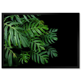 Plakat w ramie Rozłożyste liście monstery i innych tropikalnych roślin na ciemnym tle