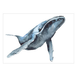 Plakat Niebieski wieloryb - akwarela