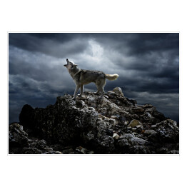 Plakat Samotny wilk wyjący w nocy