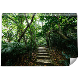Fototapeta Dżungla Ishigakijima - schody wśród drzew