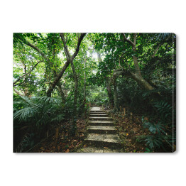 Obraz na płótnie Dżungla Ishigakijima - schody wśród drzew