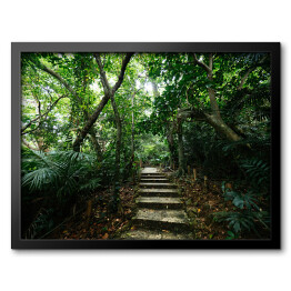 Obraz w ramie Dżungla Ishigakijima - schody wśród drzew