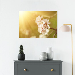 Plakat samoprzylepny Kwiat morelowego drzewa wiosną