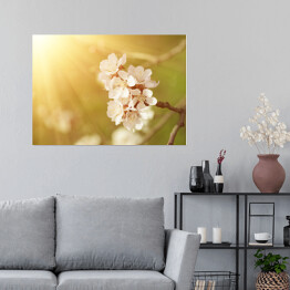 Plakat Kwiat morelowego drzewa wiosną