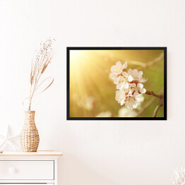 Obraz w ramie Kwiat morelowego drzewa wiosną