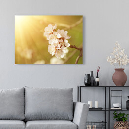 Obraz na płótnie Kwiat morelowego drzewa wiosną