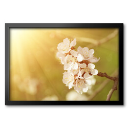 Obraz w ramie Kwiat morelowego drzewa wiosną