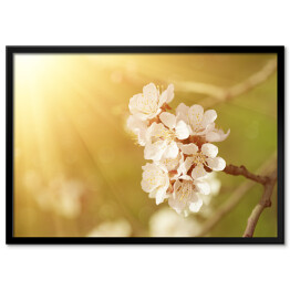 Plakat w ramie Kwiat morelowego drzewa wiosną