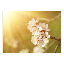 Plakat samoprzylepny Kwiat morelowego drzewa wiosną