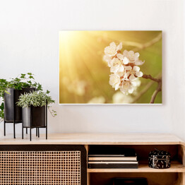 Obraz na płótnie Kwiat morelowego drzewa wiosną