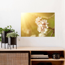 Plakat Kwiat morelowego drzewa wiosną