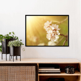 Plakat w ramie Kwiat morelowego drzewa wiosną