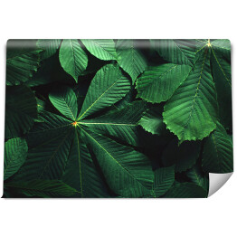 Fototapeta samoprzylepna Kreatywny układ z zielonych ciemnych liści