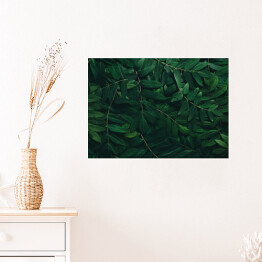 Plakat samoprzylepny Ozdobny układ z ciemnych zielonych liści