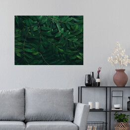 Plakat Ozdobny układ z ciemnych zielonych liści