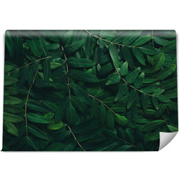 Fototapeta samoprzylepna Ozdobny układ z ciemnych zielonych liści