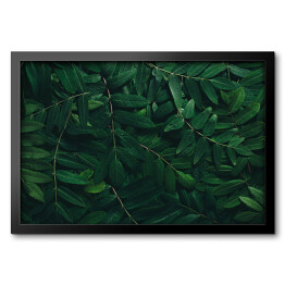 Obraz w ramie Ozdobny układ z ciemnych zielonych liści