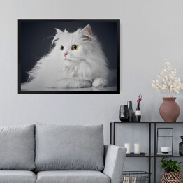 Obraz w ramie Uroczy długowlosy bialy kotek na ciemnym tle