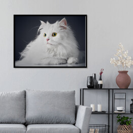 Plakat w ramie Uroczy długowlosy bialy kotek na ciemnym tle