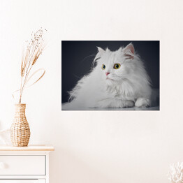 Plakat Uroczy długowlosy bialy kotek na ciemnym tle
