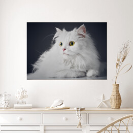 Plakat samoprzylepny Uroczy długowlosy bialy kotek na ciemnym tle