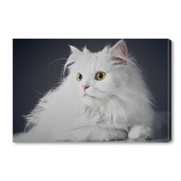 Obraz na płótnie Uroczy długowlosy bialy kotek na ciemnym tle
