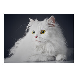 Plakat samoprzylepny Uroczy długowlosy bialy kotek na ciemnym tle