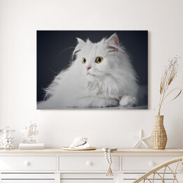 Obraz na płótnie Uroczy długowlosy bialy kotek na ciemnym tle