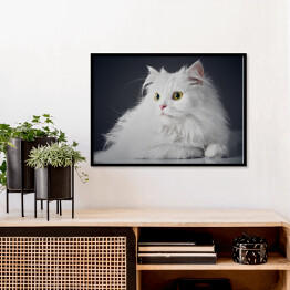 Plakat w ramie Uroczy długowlosy bialy kotek na ciemnym tle