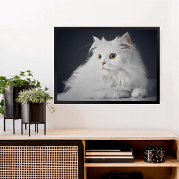 Obraz w ramie Uroczy długowlosy bialy kotek na ciemnym tle