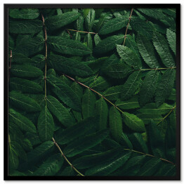 Obraz klasyczny Rozłożone tropikalne liście