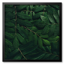 Obraz w ramie Rozłożone tropikalne liście