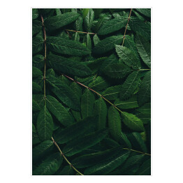 Plakat Rozłożone tropikalne liście