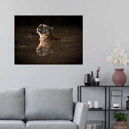 Plakat Tygrys bengalski podnoszący głowę nad wodę