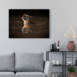 Obraz na płótnie Tygrys bengalski podnoszący głowę nad wodę